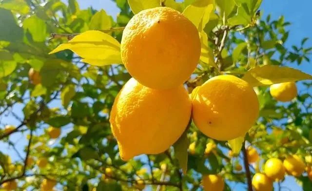 【动植物检疫】进口乌兹别克斯坦柠檬植物检疫要求
