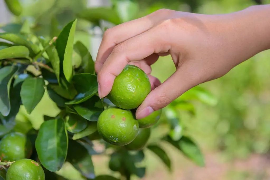 进口乌兹别克斯坦柠檬植物检疫要求