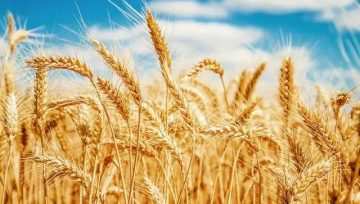 关于俄罗斯小麦全境进口，你都知道哪些？